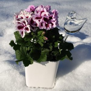 Bevattningsglas