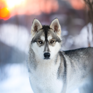 Huskyvandring