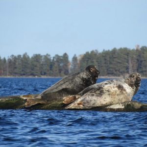Skärgårdssafari