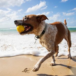 Vattenstudsboll till hunden