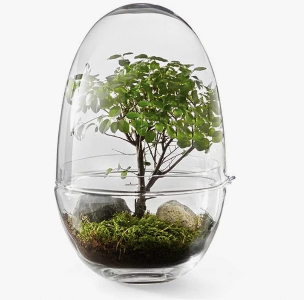 Miniväxthus glas inomhus